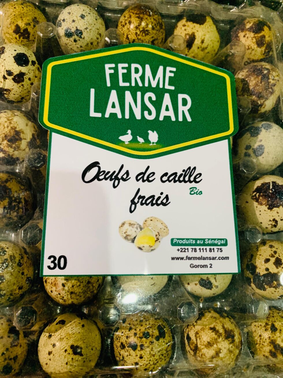 Pack 30 oeufs de caille – Image 3